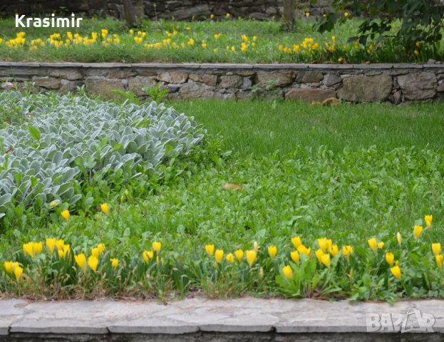 Жълт есенен минзухар,лилиум/крин , снимка 3 - Градински цветя и растения - 24671549