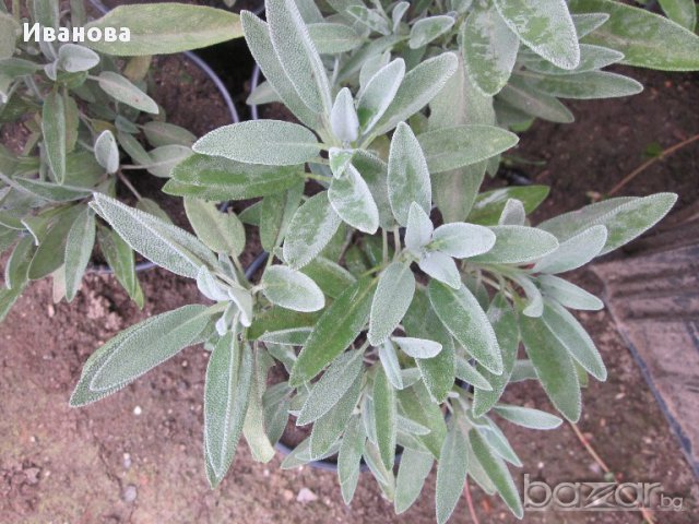 Градински чай - Салвия, снимка 1 - Градински цветя и растения - 13710115