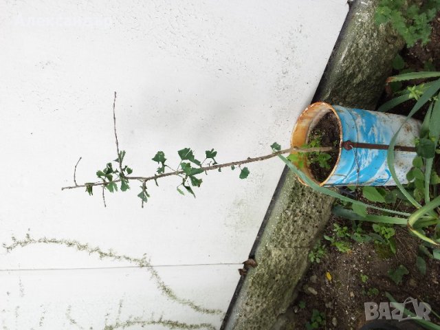 Гинко билоба, снимка 8 - Градински цветя и растения - 18416124