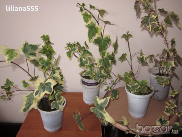 Бръшля̀н- за озеленяване стени,телени мрежи,  тераси и др, снимка 4 - Градински цветя и растения - 10636384