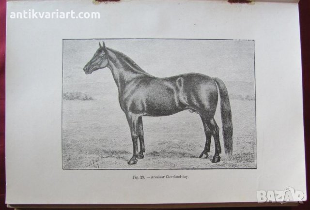 1915год. Книга за Историята и Породите Коне, снимка 7 - Други - 24984265