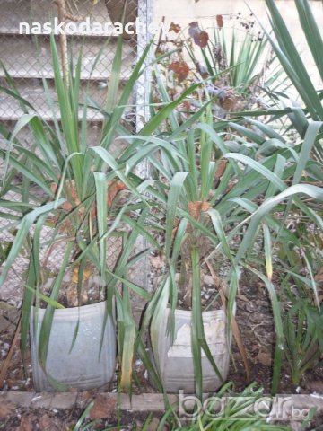 Юка, агаве, столетник, столистник вечно зелени и студоустойчиви, снимка 6 - Градински цветя и растения - 20855544