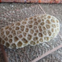 екзотични корали / различни видове/, снимка 6 - Рибки - 18675290