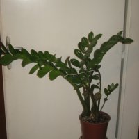 Замиокулкас, снимка 1 - Стайни растения - 11435870