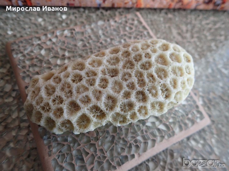 екзотични корали / различни видове/, снимка 1