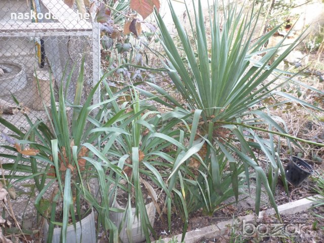 Юка, агаве, столетник, столистник вечно зелени и студоустойчиви, снимка 1 - Градински цветя и растения - 20855544