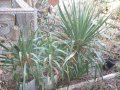 Юка, агаве, столетник, столистник вечно зелени и студоустойчиви, снимка 1 - Градински цветя и растения - 20855544