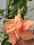 китайска роза , снимка 1 - Градински цветя и растения - 24498730