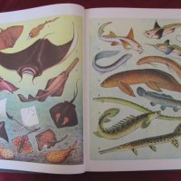 1983 год. Книга за животните и рибите Русия, снимка 6 - Други - 24608150