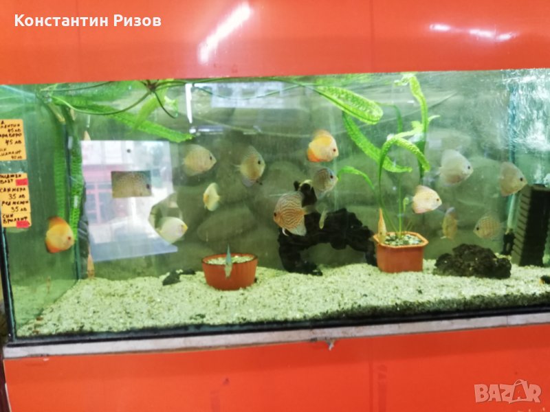 Зоомагазин Акваристика продава декоративни скариди и рибки, снимка 1