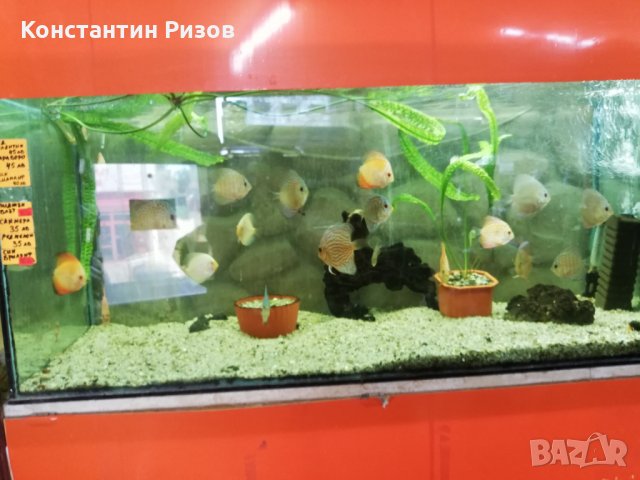 Зоомагазин Акваристика продава декоративни скариди и рибки, снимка 1 - Рибки - 25181147