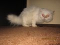 Персийски котки от развъдник