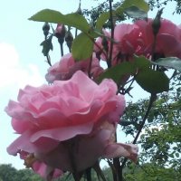 Резници от ЕДРА розова роза 💥, снимка 1 - Градински цветя и растения - 25634754