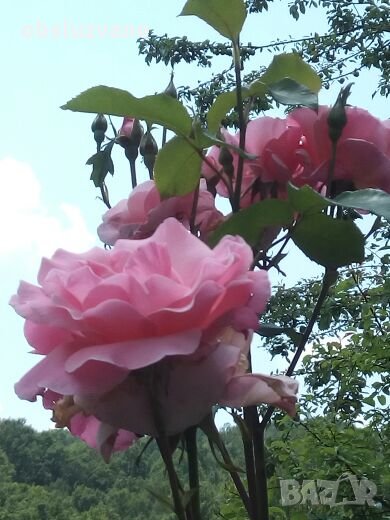 Резници от ЕДРА розова роза 💥, снимка 1