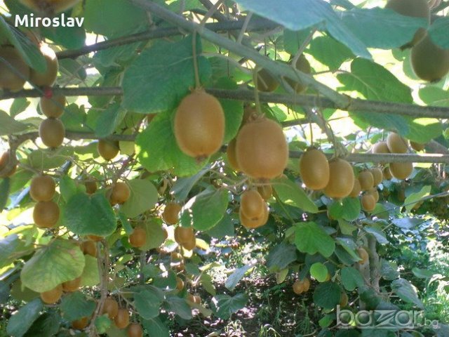 КИВИ--(Джени)-- самоупрашващо и студоустойчиво ПРОМОЦИЯ!!!, снимка 2 - Градински цветя и растения - 10505375