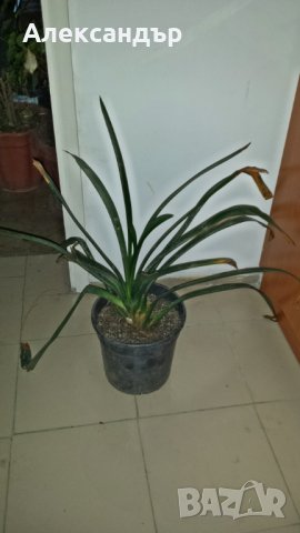 Кливия , снимка 3 - Стайни растения - 21515548