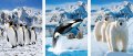 Постер 3 в 1 с бяла мечка косатка пингвини 3D 5D Flip Poster