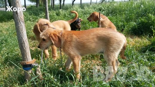 Барак ловно куче, снимка 1