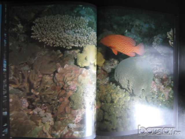 Книга "Живой океан - Н.Калинин" - 240 стр., снимка 4 - Специализирана литература - 7673655