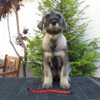 Мител шнауцер (Standard schnauzer) , снимка 2 - Други - 25672205