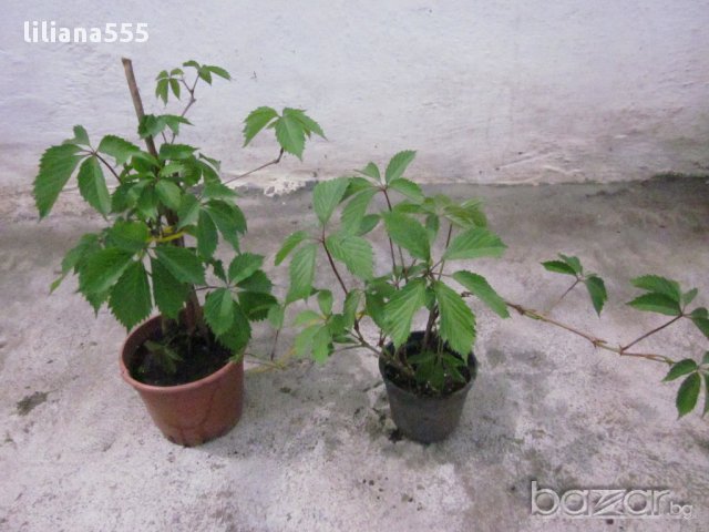 Лозичка катерлива, снимка 5 - Градински цветя и растения - 10632807