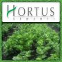 Листна целина "Кaтинг" (Hortus), снимка 1 - Сортови семена и луковици - 22294458