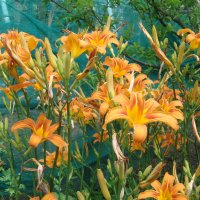 Хемерокалис (Hemerocallis), снимка 4 - Градински цветя и растения - 25124383
