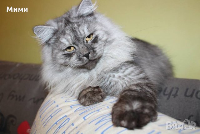 Сибирски  котенца Siberian  Cat, снимка 5 - Сибирски - 17543332