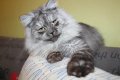 Сибирски  котенца Siberian  Cat, снимка 5