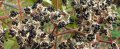 Семена и фиданки от корейска медоносна Еводиа Еводия Даниели, Дърво на пчеларя 15 лв. за 400 броя, снимка 12