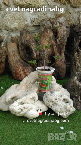 Арония, снимка 4 - Градински цветя и растения - 14394806