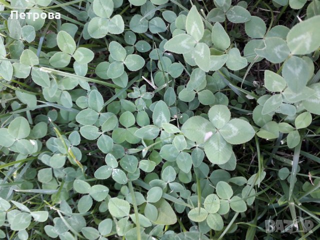 Четирилистни детелини, снимка 8 - Други - 21881277