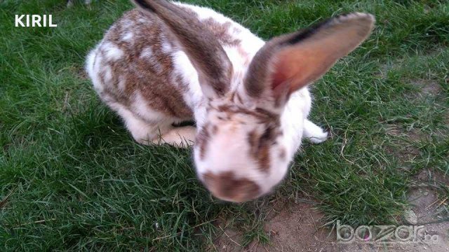 заици великани белгиски бял жълт и 6арен, снимка 5 - Селскостопански - 20081046