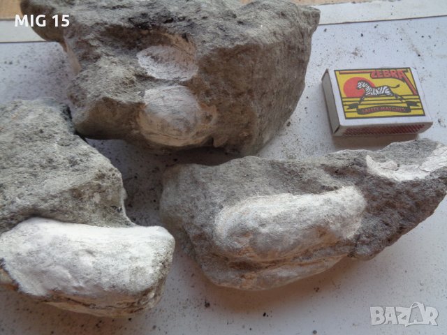 Вкаменелости (фосили) от миди и охлюви., снимка 5 - Други ценни предмети - 22432219