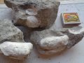 Вкаменелости (фосили) от миди и охлюви., снимка 5