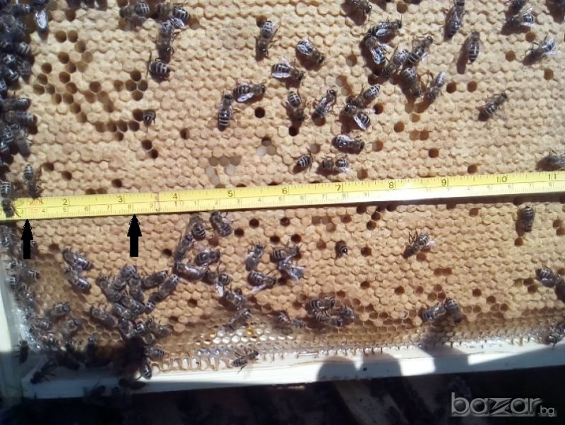 Пчелни пластмасови основи с килийки 4,9 мм., снимка 1