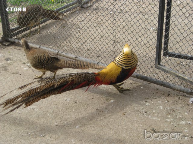 РАБОТЕЩИ ЗЛАТНИ ФАЗАНИ, снимка 2 - други­ - 15310128