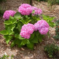 Хортензия в саксия 4 налични цвята, снимка 4 - Градински цветя и растения - 11290025