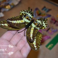 3D пеперуди за декорация с двойни крила СВЕТЕЩИ, снимка 10 - Декорация за дома - 25424987