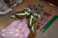 3D пеперуди за декорация с двойни крила СВЕТЕЩИ, снимка 10