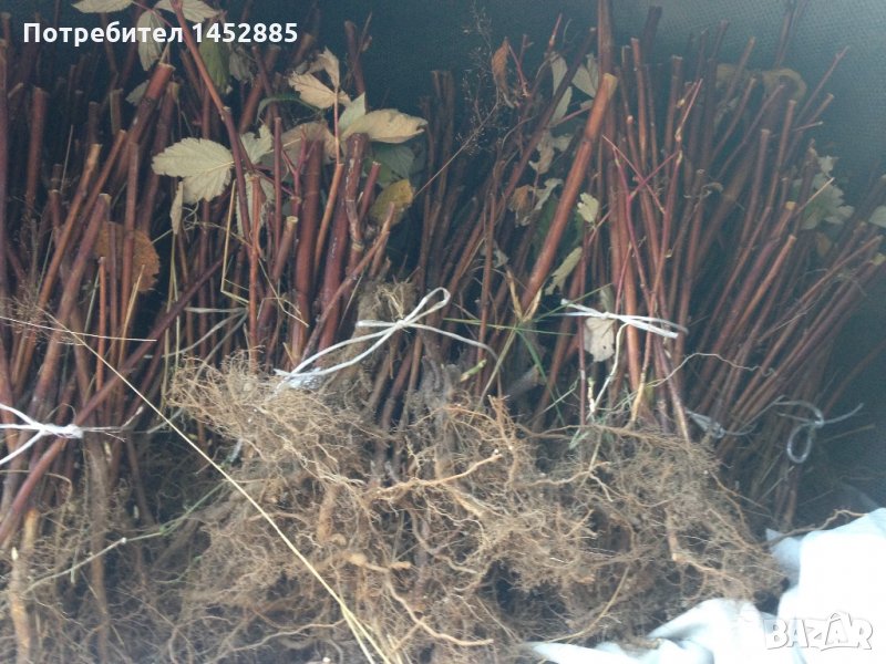 Разсад малини люлин, снимка 1