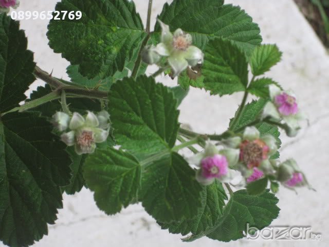 Малино къпина(Ред дорман), снимка 2 - Градински цветя и растения - 16068211