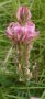 Семена от Еспарзета – медоносно растение за пчелите разсад семена пчеларски растения силно медоносно, снимка 4