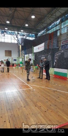 Чихуахуа чистопороден мъжкар за разплод, снимка 8 - Чихуахуа - 20790772