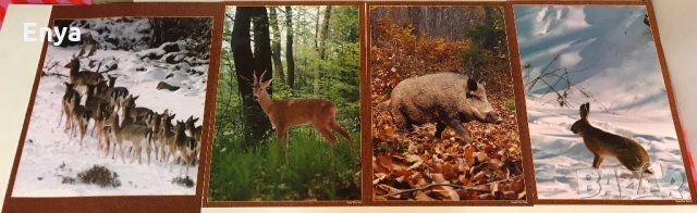 Фотоси художествена фотография - диви животни (1-ва група), снимка 1 - Колекции - 25058426