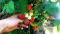Питомни ягоди Мадам Муто, снимка 1 - Градински цветя и растения - 11542844
