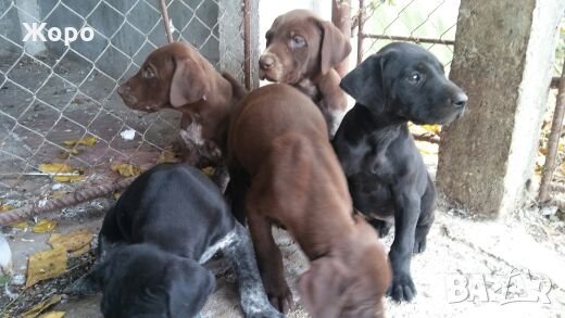 Курцхаар, снимка 1