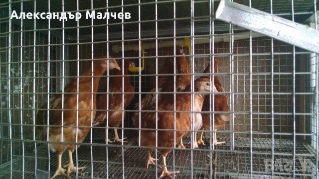 Оборудвани клетки за пъдпъдъци и кокошки, снимка 14 - Кокошки и пуйки - 18150061