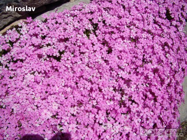 Флокс Многогодишно каскадно цвете , снимка 2 - Градински цветя и растения - 13733297