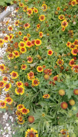 Продавам цветя Гайлардия - разсад (корен с издънки и стъбло), снимка 12 - Градински цветя и растения - 26029276